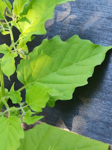 Image of Physalis solanacea by (c) Jo Roberts, some rights reserved (CC BY)