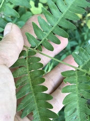 Diplazium viridissimum