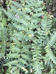 Diplazium viridissimum