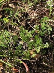 Adiantum aethiopicum