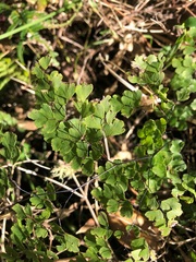 Adiantum aethiopicum
