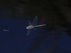 Hemicordulia tau