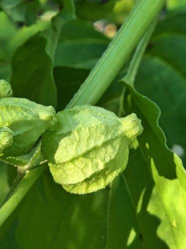 Image of Physalis solanacea by (c) Jo Roberts, some rights reserved (CC BY)