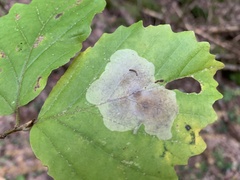 Cameraria hamameliella