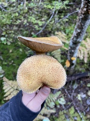 Suillus tomentosus