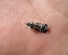 Scoparia exhibitalis