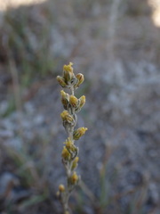 Artemisia maritima