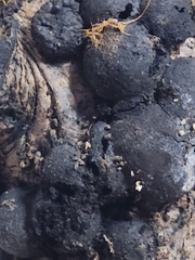 Hypoxylaceae