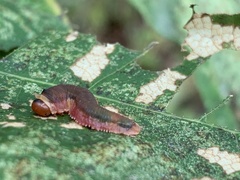 Tenthredinidae