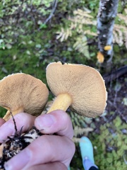 Suillus tomentosus