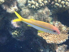 Mulloidichthys vanicolensis