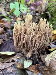 Ramaria stricta