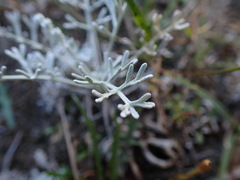 Artemisia maritima