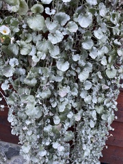 Dichondra