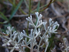 Artemisia maritima