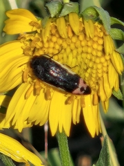 Acmaeodera flavomarginata