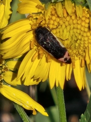 Acmaeodera flavomarginata