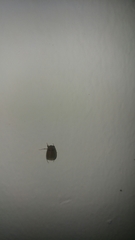 Maladera insanabilis