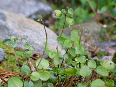 Scutellaria novae-zelandiae