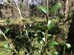 Syzygium smithii