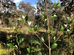 Syzygium smithii