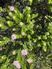 Pimelea flava
