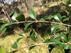 Syzygium smithii