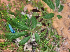 Handroanthus heptaphyllus