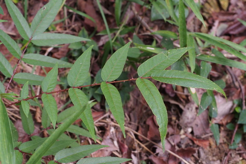 Zanthoxylum fauriei iNat (2)