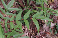 Zanthoxylum fauriei