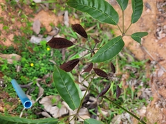Handroanthus heptaphyllus