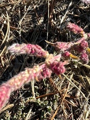 Chenopodium berlandieri