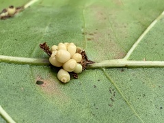 Kokkocynips decidua