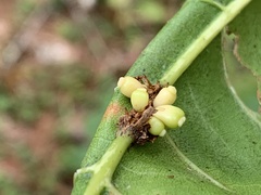 Kokkocynips decidua