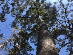 Lophostemon confertus