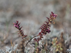 Odontites vulgaris
