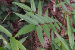Zanthoxylum fauriei