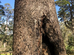 Lophostemon confertus