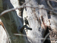 Climacteris picumnus