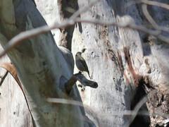 Climacteris picumnus