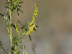 Melilotus altissimus