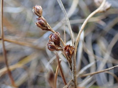 Juncus gerardi