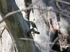 Climacteris picumnus