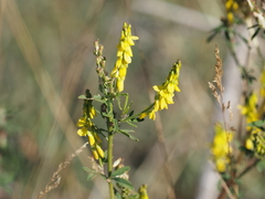 Melilotus altissimus