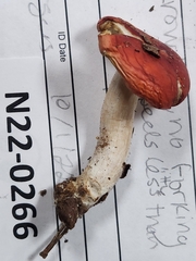 Russula silvestris