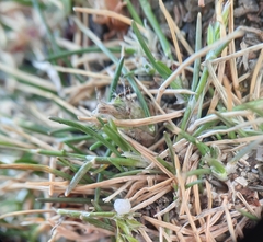 Poa maniototo