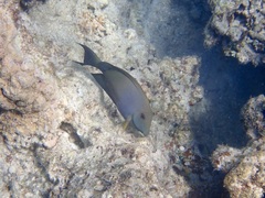 Ctenochaetus striatus