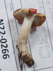 Russula silvestris