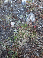 Poa maniototo