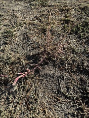 Chenopodium berlandieri